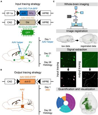 A Whole-Brain Connectivity Map of VTA and SNc Glutamatergic and GABAergic Neurons in Mice